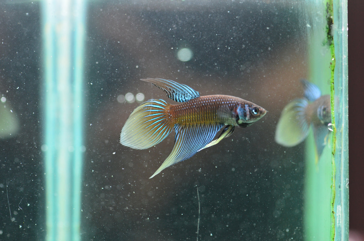 Blue Yellow Betta Imbellis Long Fin Male