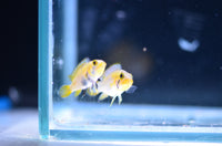 Load image into Gallery viewer, Apistogramma Panduro
