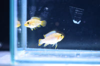 Load image into Gallery viewer, Apistogramma Panduro
