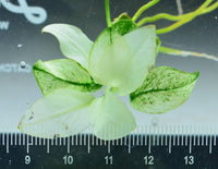 Load image into Gallery viewer, Anubias Nana Var. Petite White - Bare Root
