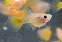 Load image into Gallery viewer, Yellow Gold Glass Belly Guppy Pair (Short Body)

