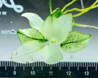 Load image into Gallery viewer, Anubias Nana Var. Petite White - Bare Root
