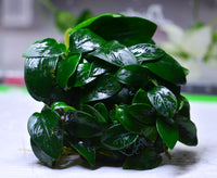 Load image into Gallery viewer, Anubias  Nana Clump - Bare Root
