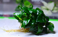 Load image into Gallery viewer, Anubias  Nana Clump - Bare Root
