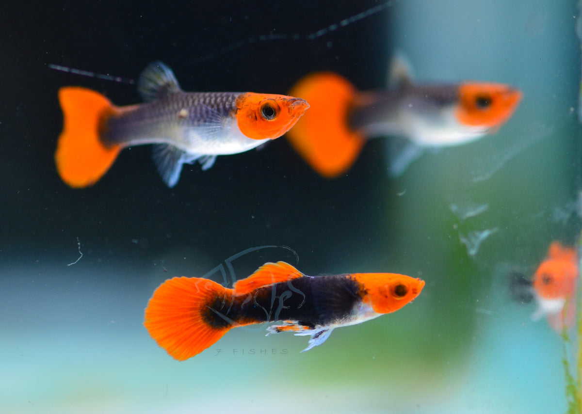 Tuxedo Koi Guppy Pair