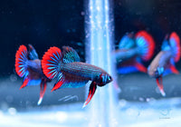 Load image into Gallery viewer, Blue Green Betta Imbellis
