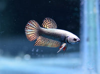 Load image into Gallery viewer, Copper Alien Hybrid
