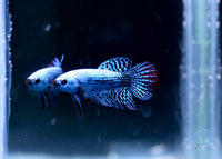 Load image into Gallery viewer, Steel Alien Hybrid
