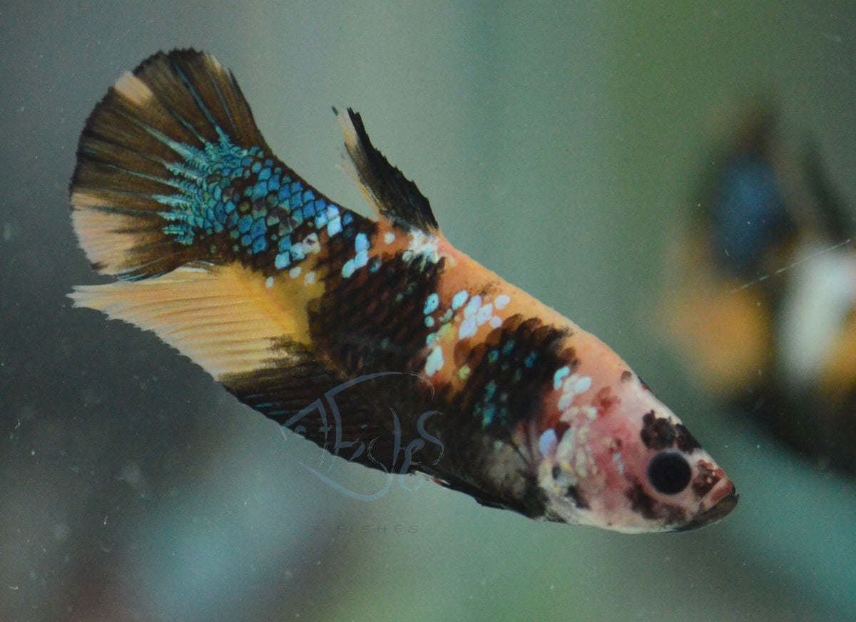 Yellow Koi Plakat Male