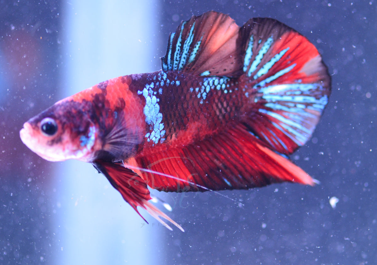 Red Tiger HMPK Male