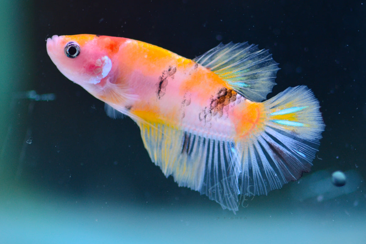 Yellow Galaxy HMPK Male