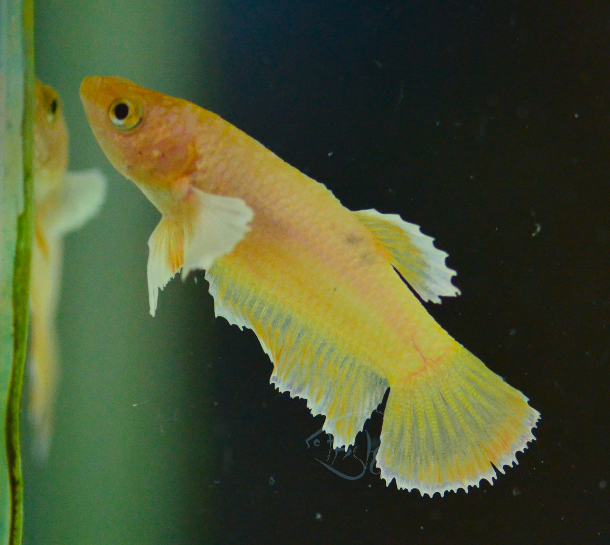 Gold Yellow Dumbo HMPK Female