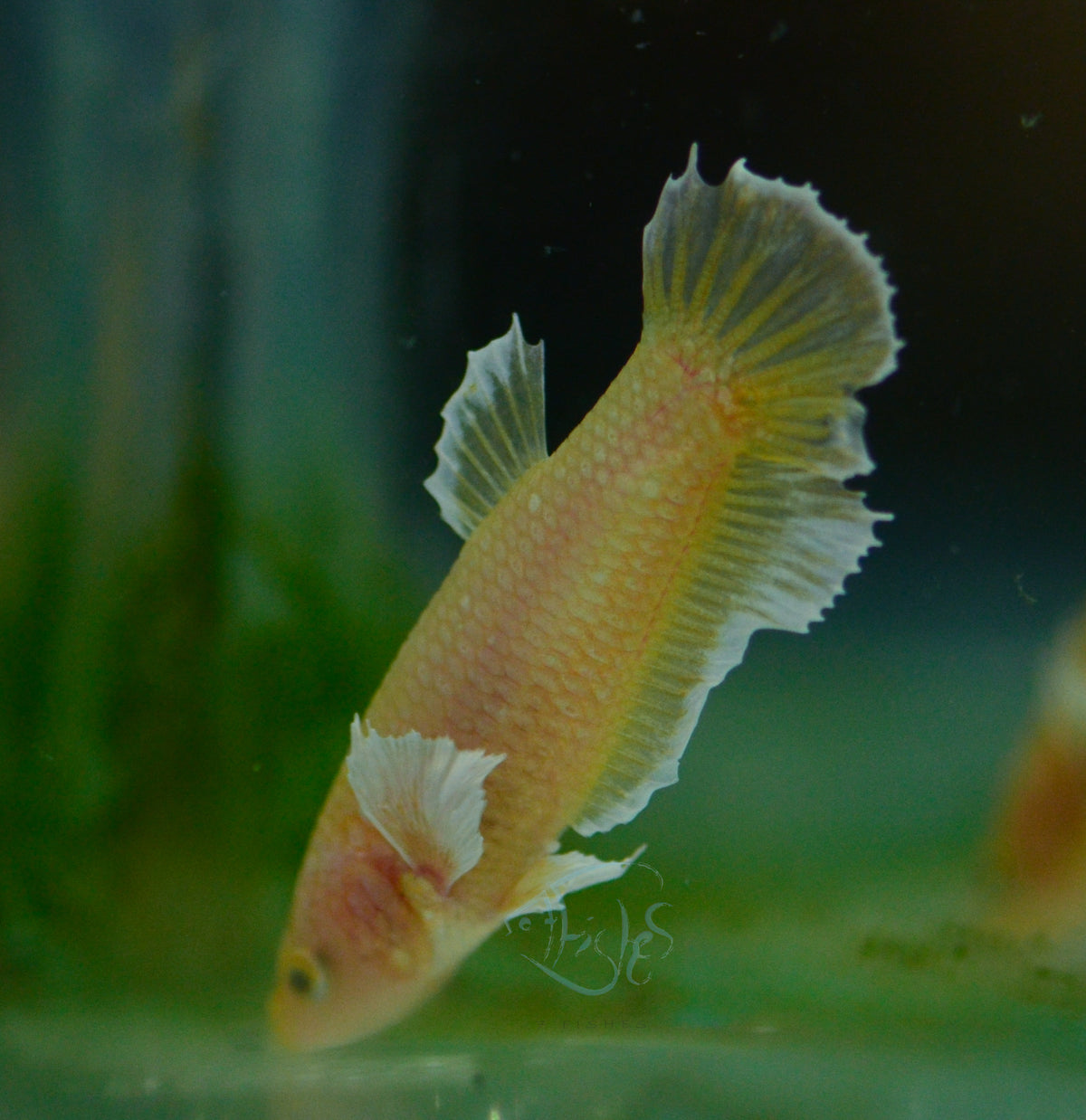 Gold Yellow Dumbo HMPK Female