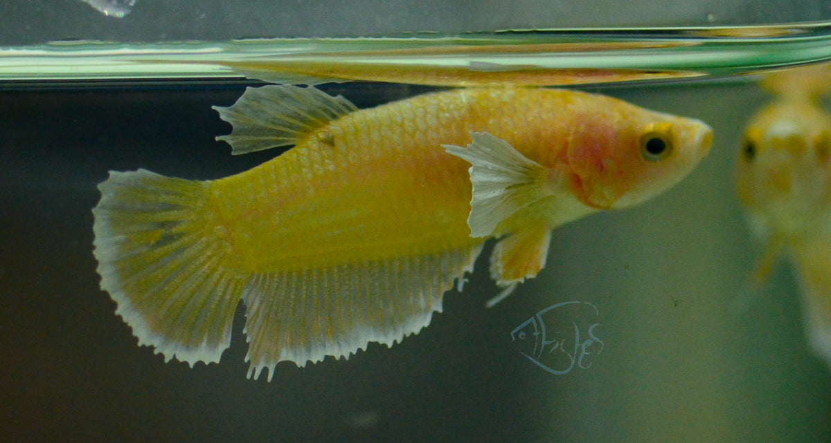 Gold Yellow Dumbo HMPK Female