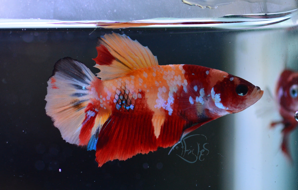 Nemo HMPK Male