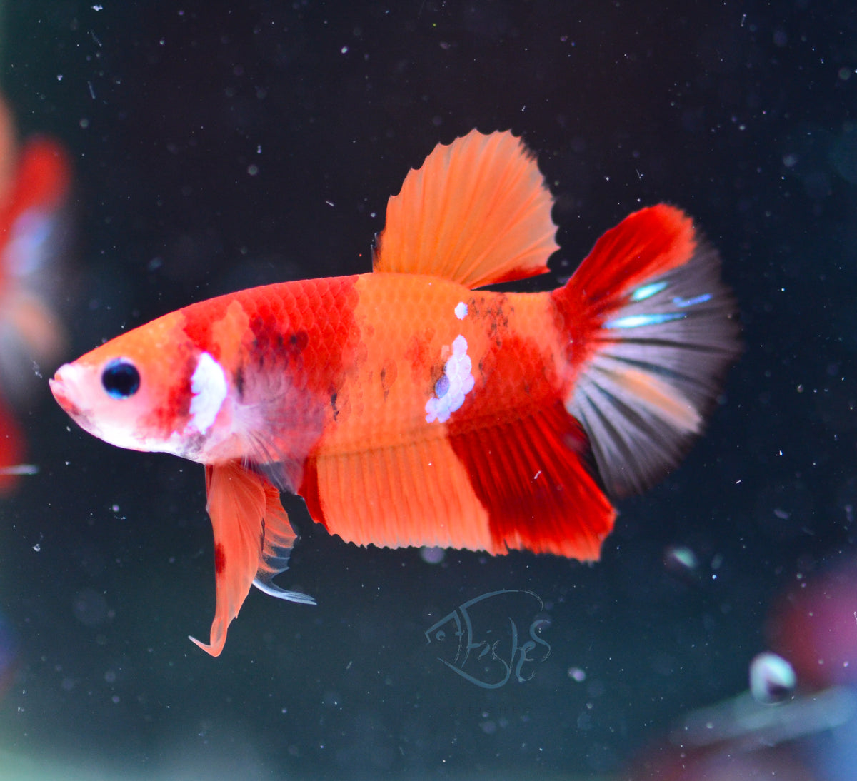 Nemo HMPK Male