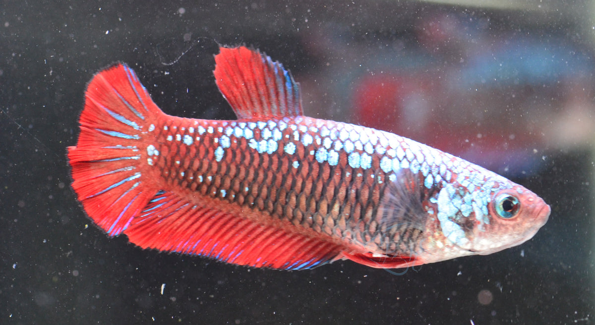 Red  Fancy HMPK Female