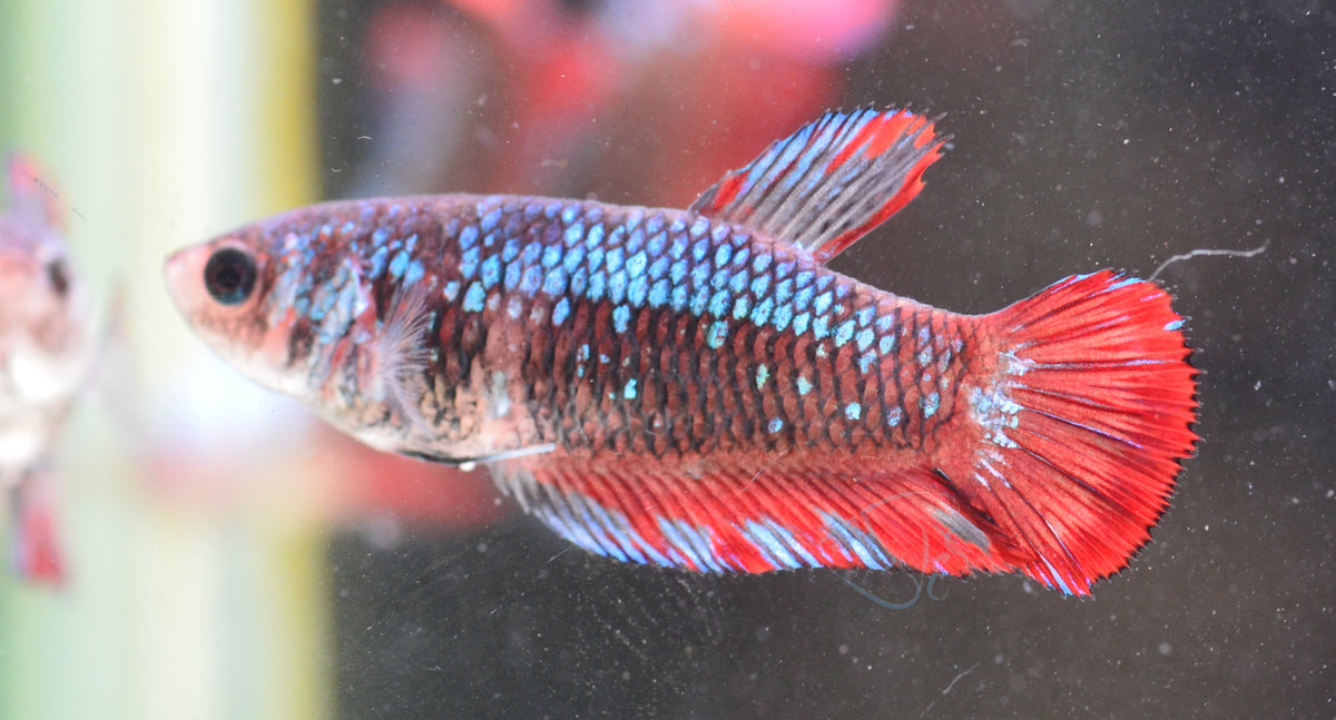 Red  Fancy HMPK Female