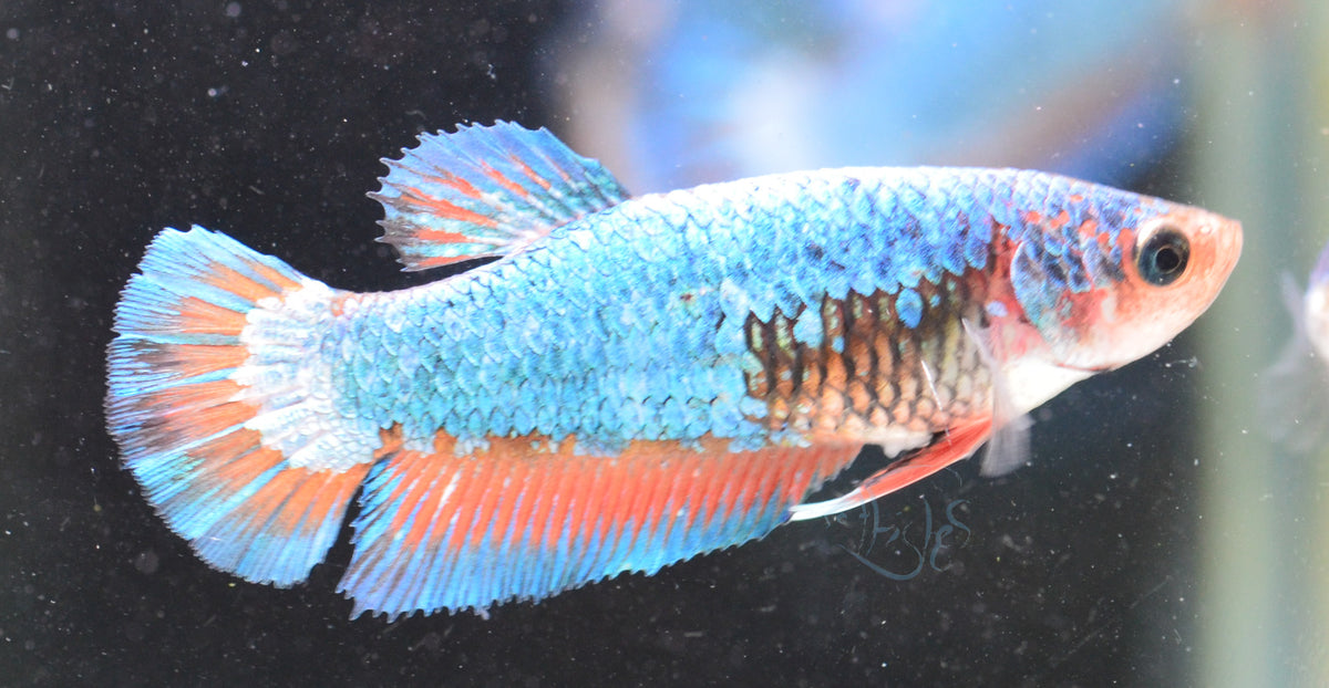 Blue Pastel HMPK Female