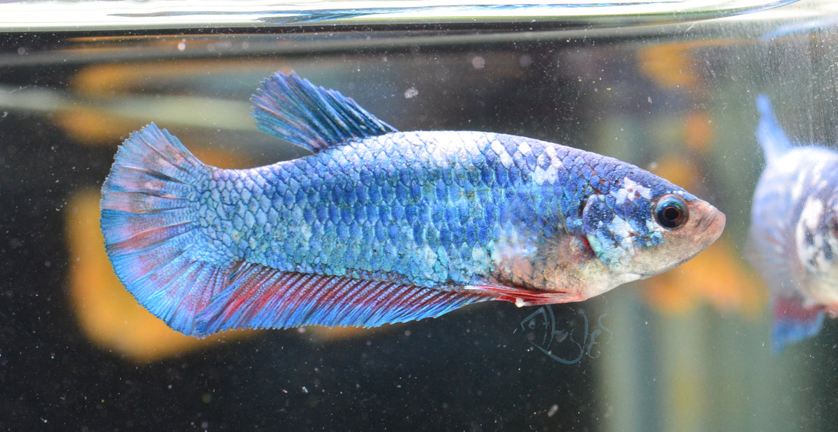 Pastel Marble HMPK Female