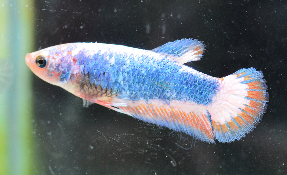 Pastel Bicolour HMPK Female