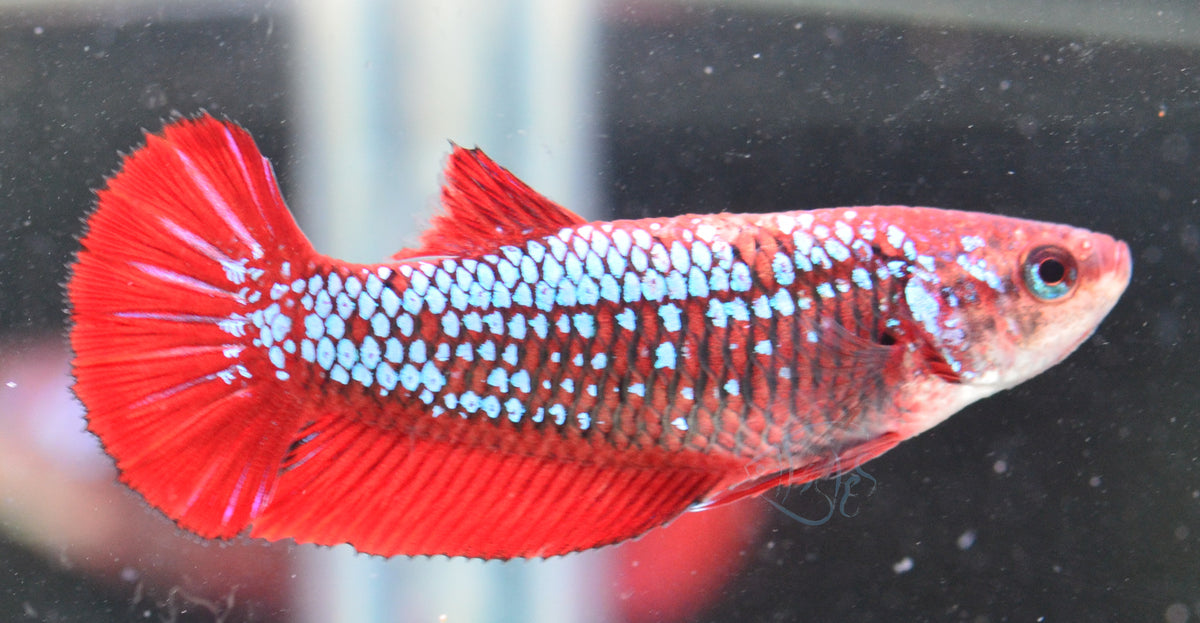 Red Fancy HMPK Female