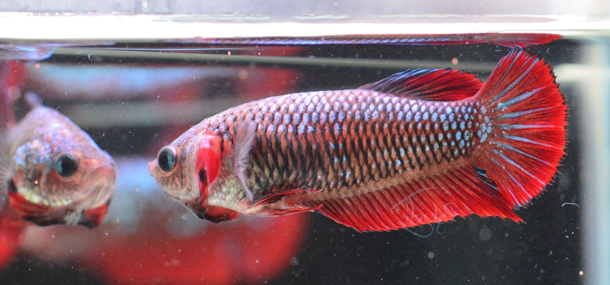 Red Fancy HMPK Female