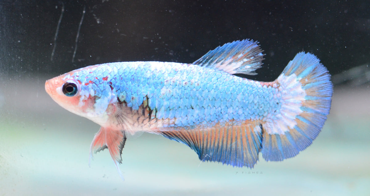 Pastel Bicolour HMPK Female