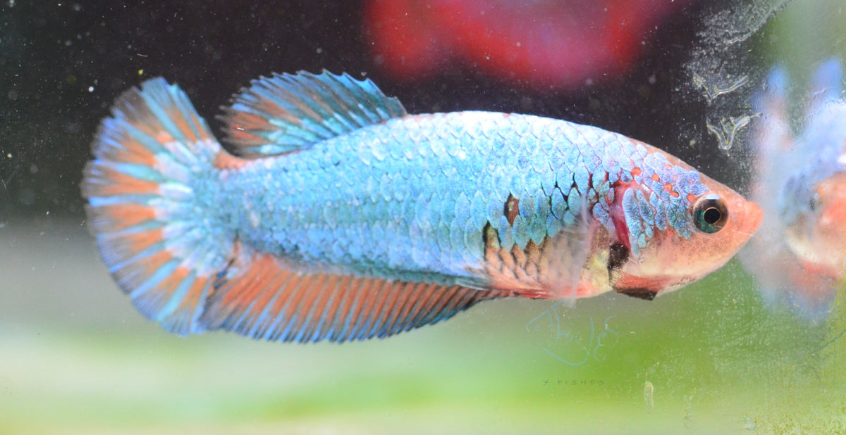 Pastel Blue HMPK Female