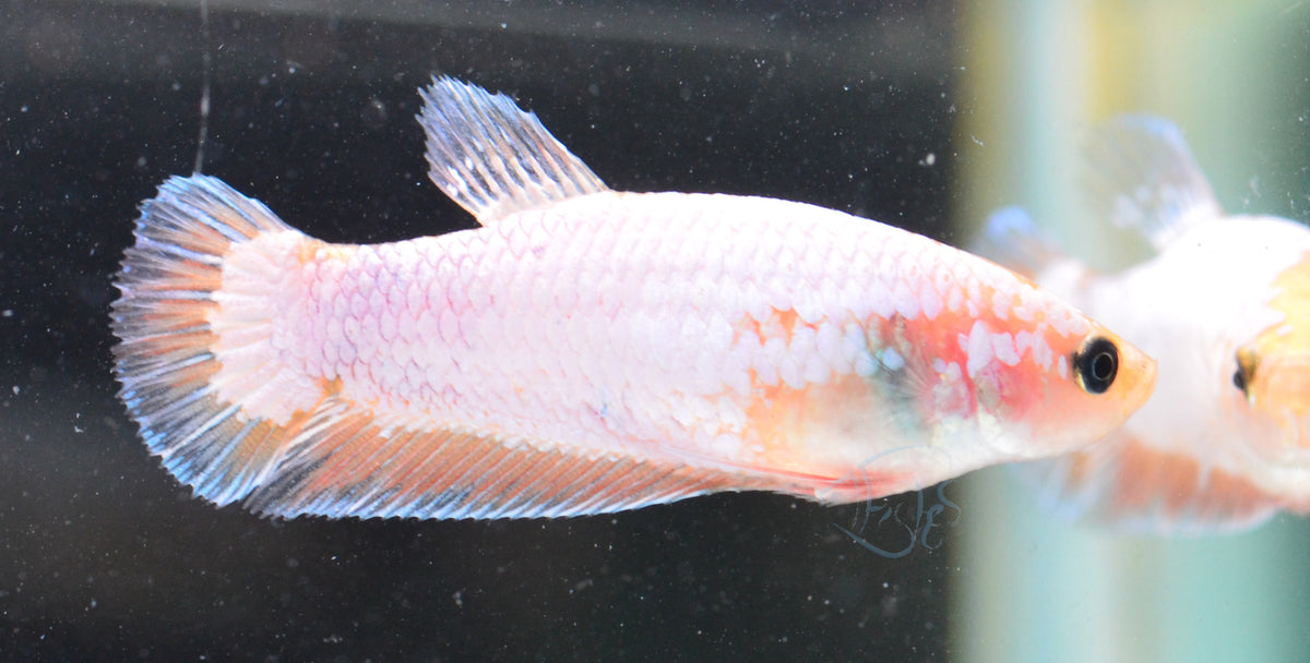 Platinum Orange HMPK Female