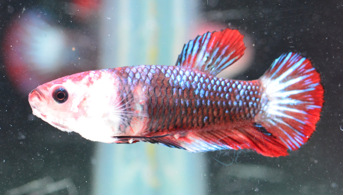 Fancy HMPK Female