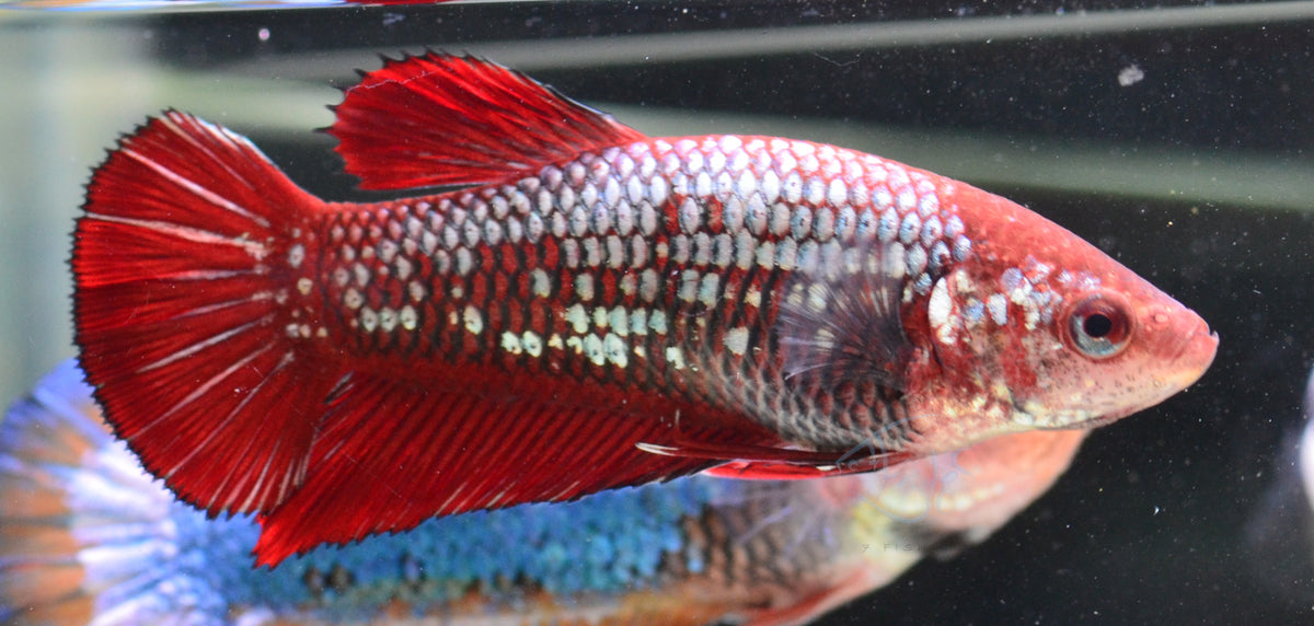 Red Samurai HMPK Female