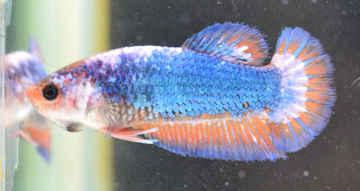 Pastel Bicolour HMPK Female