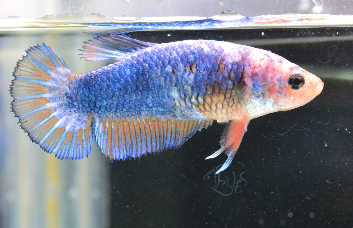 Pastel HMPK Female