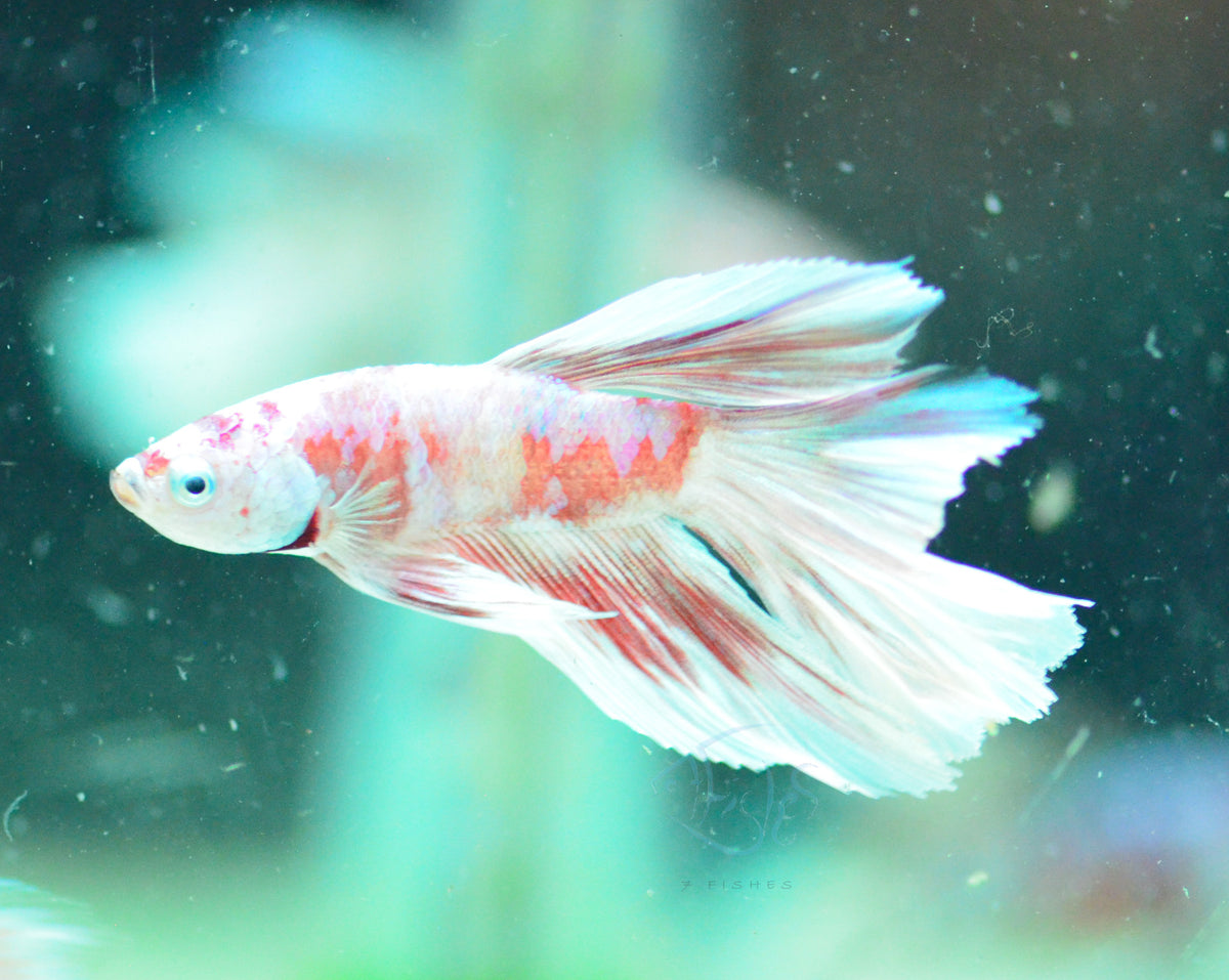 Red Snow Galaxy Delta-tail Male