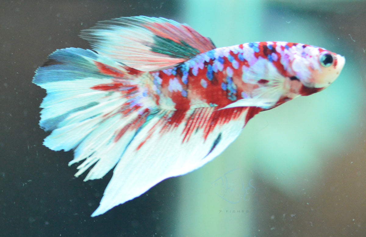 Red Snow Galaxy Delta-tail Male