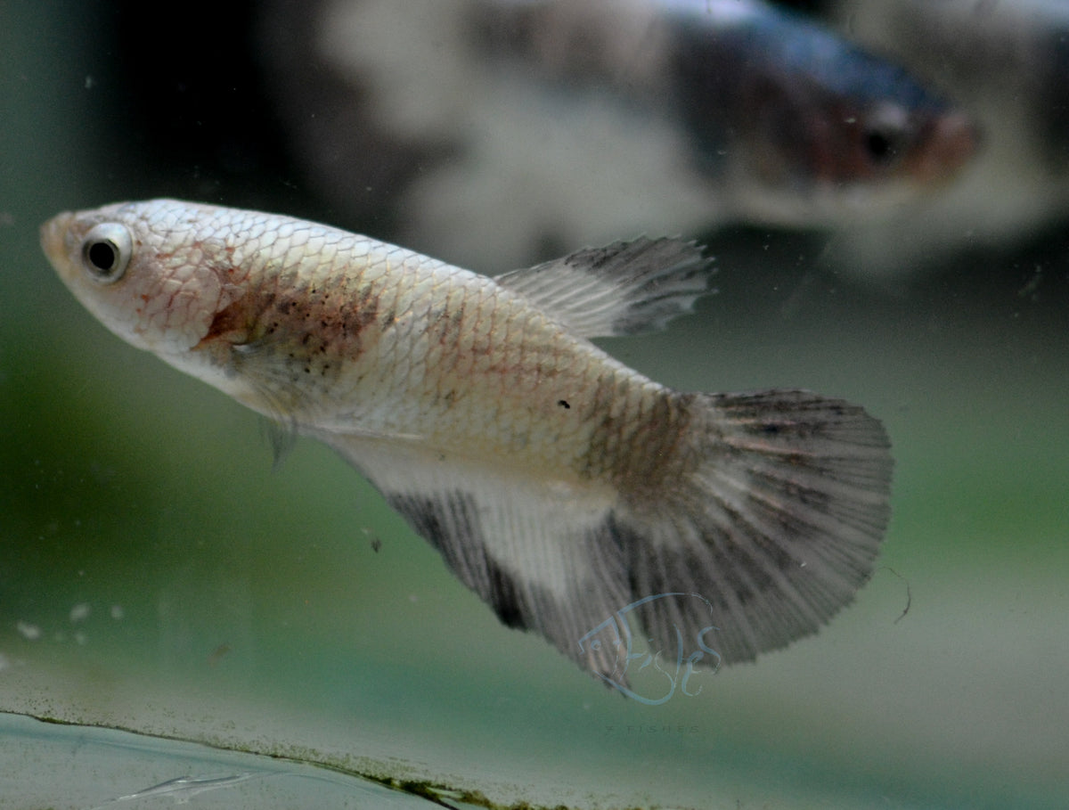 Copper Rim Delta-tail Female