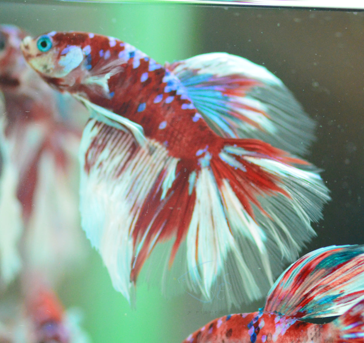 Red Snow Galaxy Delta-tail Male