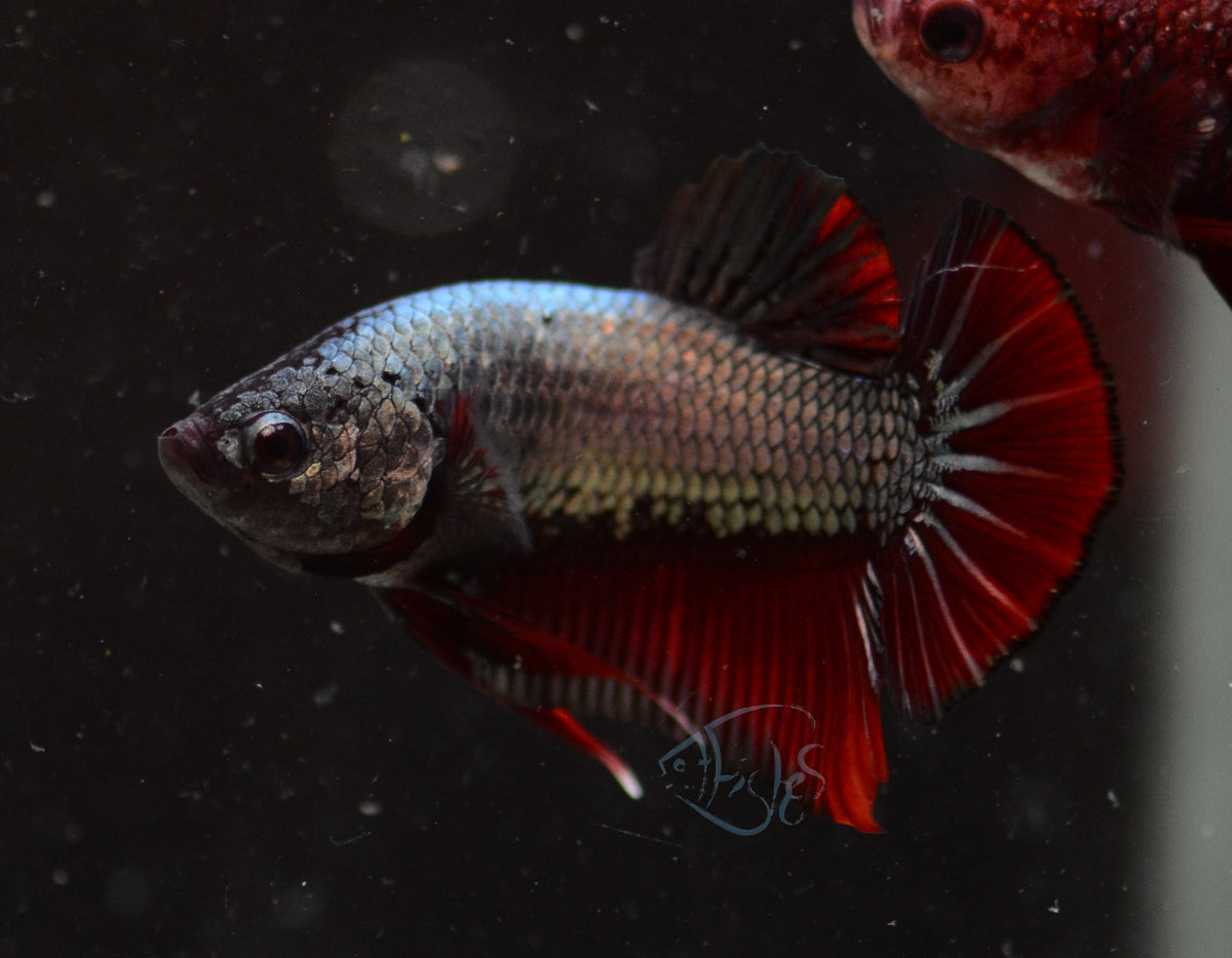 Copper Red HMPK Male