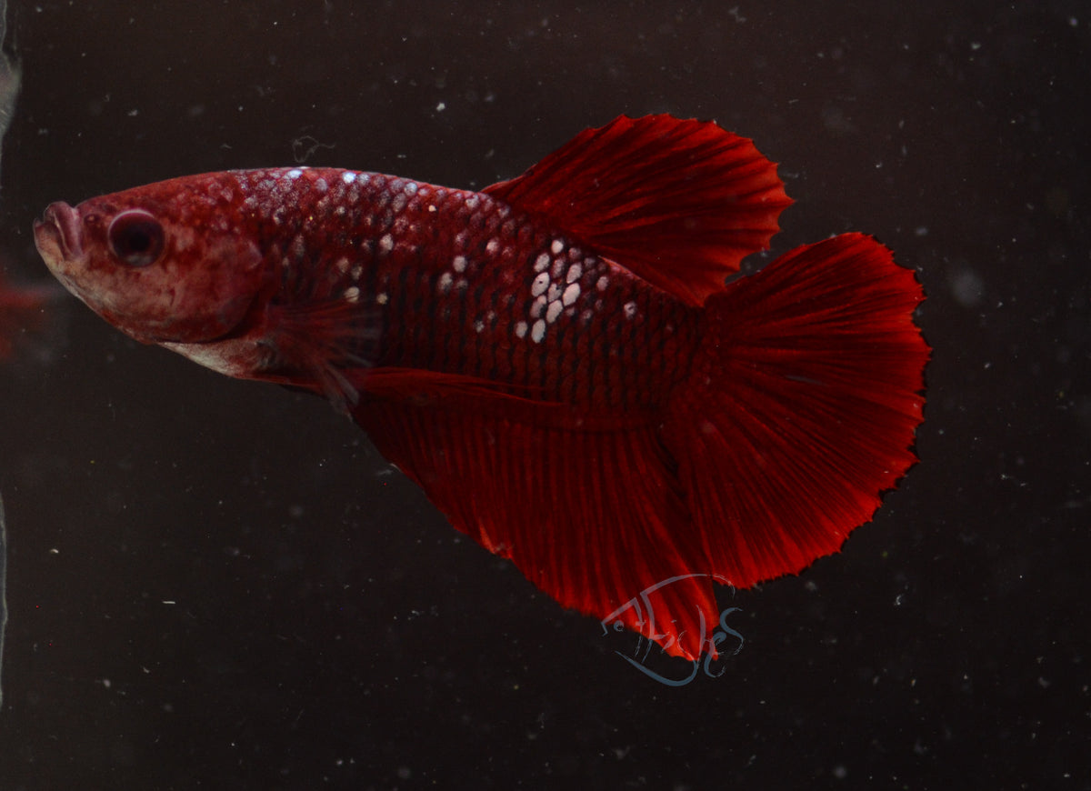 Red Fancy HMPK Male