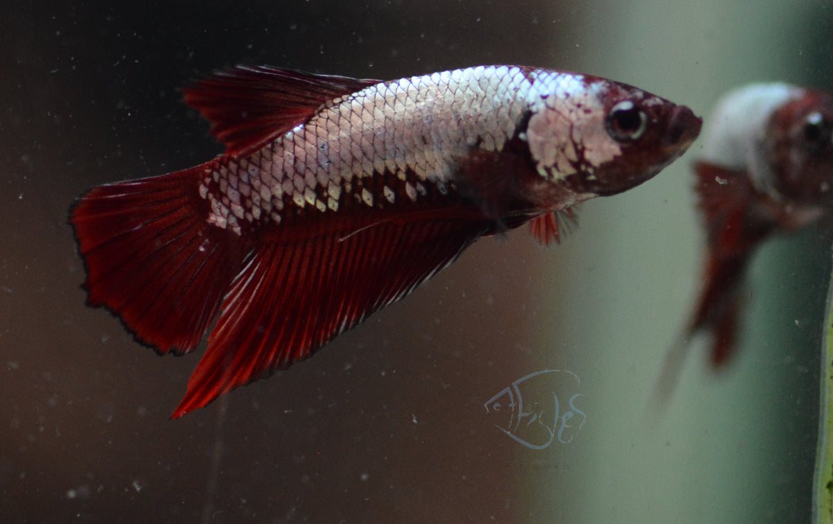 Copper Red HMPK Male