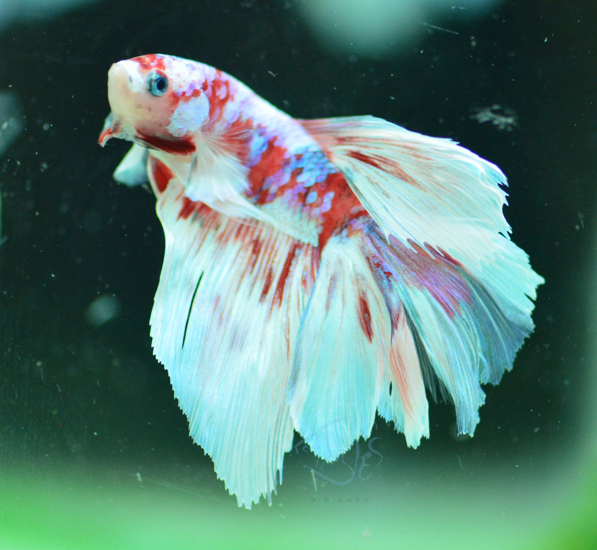 Red Snow Galaxy Delta-tail Male