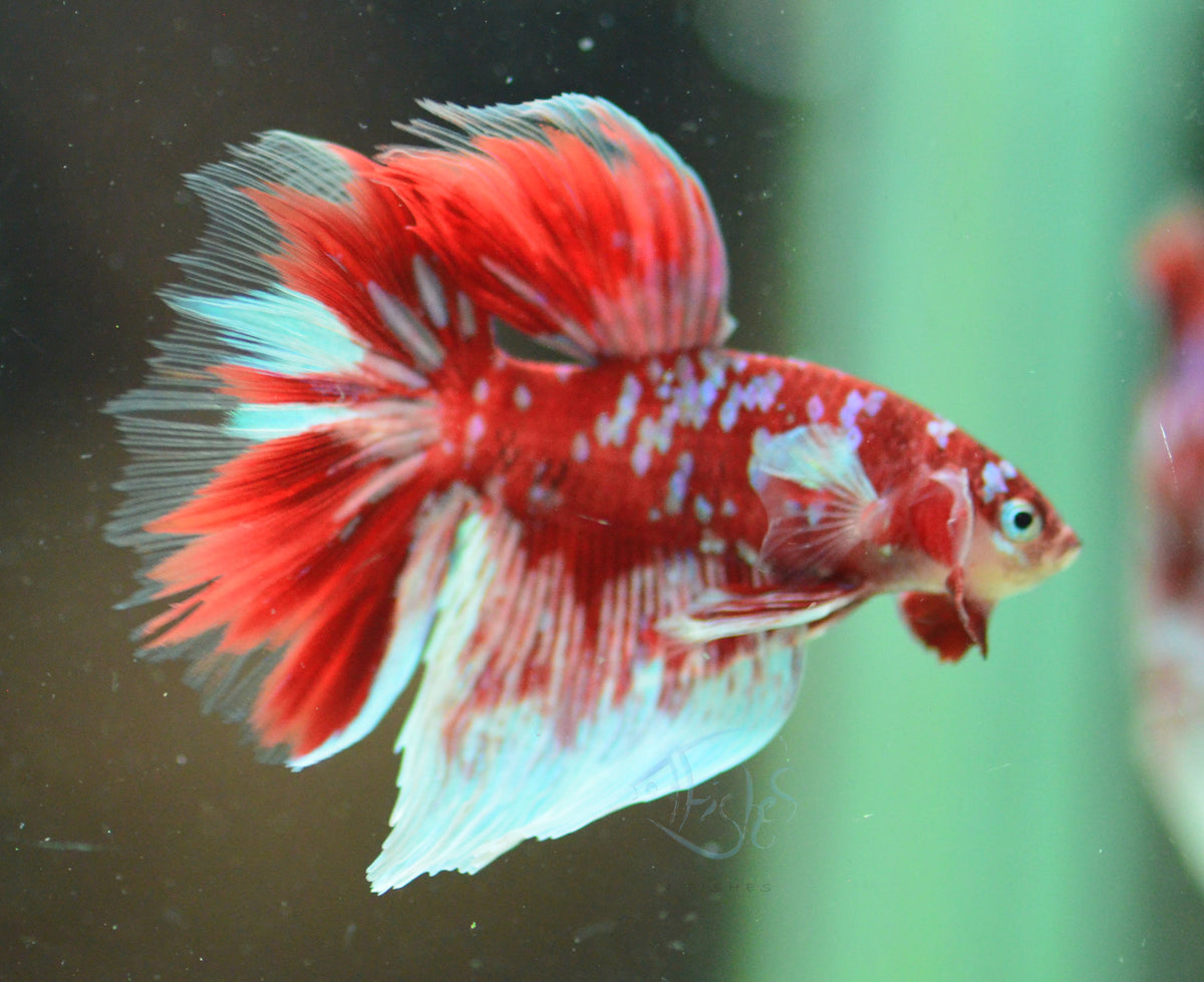 Red Snow Galaxy Delta-tail Male