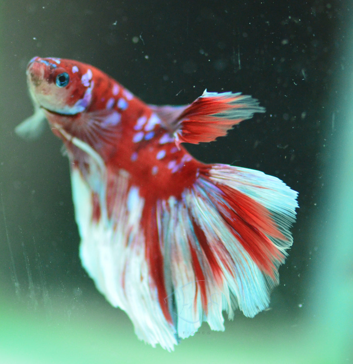 Red Snow Galaxy Delta-tail Male