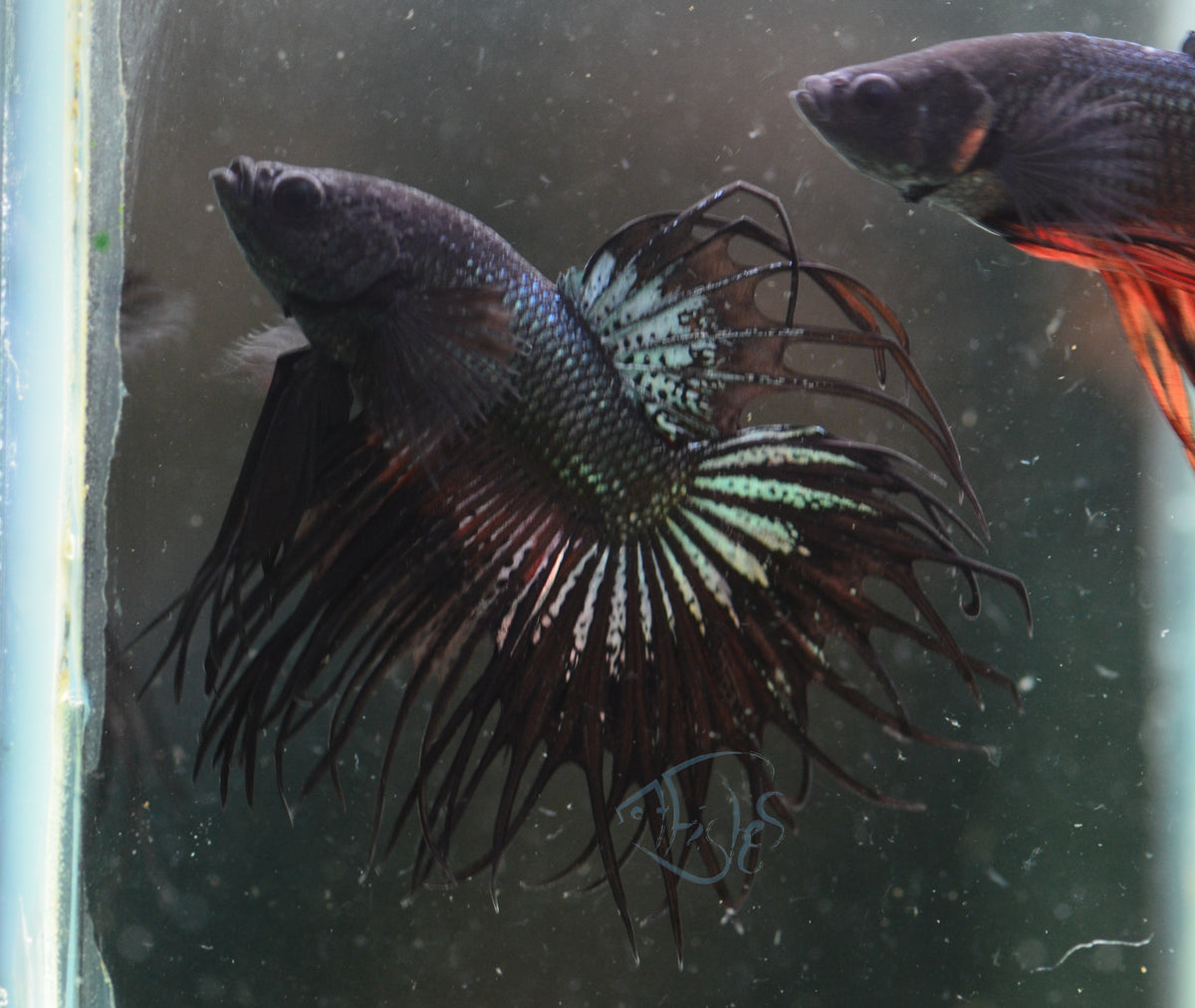 Black Orchid King Crowntail Male
