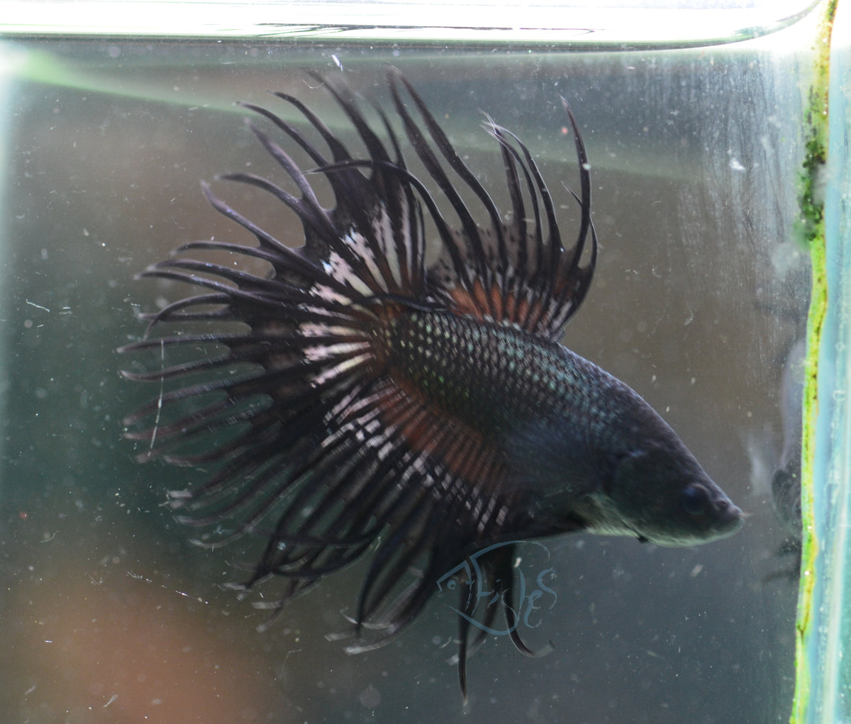 Black Orchid King Crowntail Male