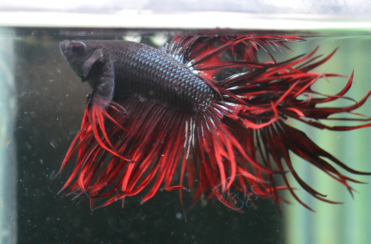 Vampire King Crowntail Male