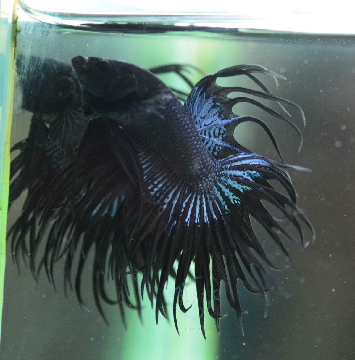 Black Orchid King  Crowntail Male
