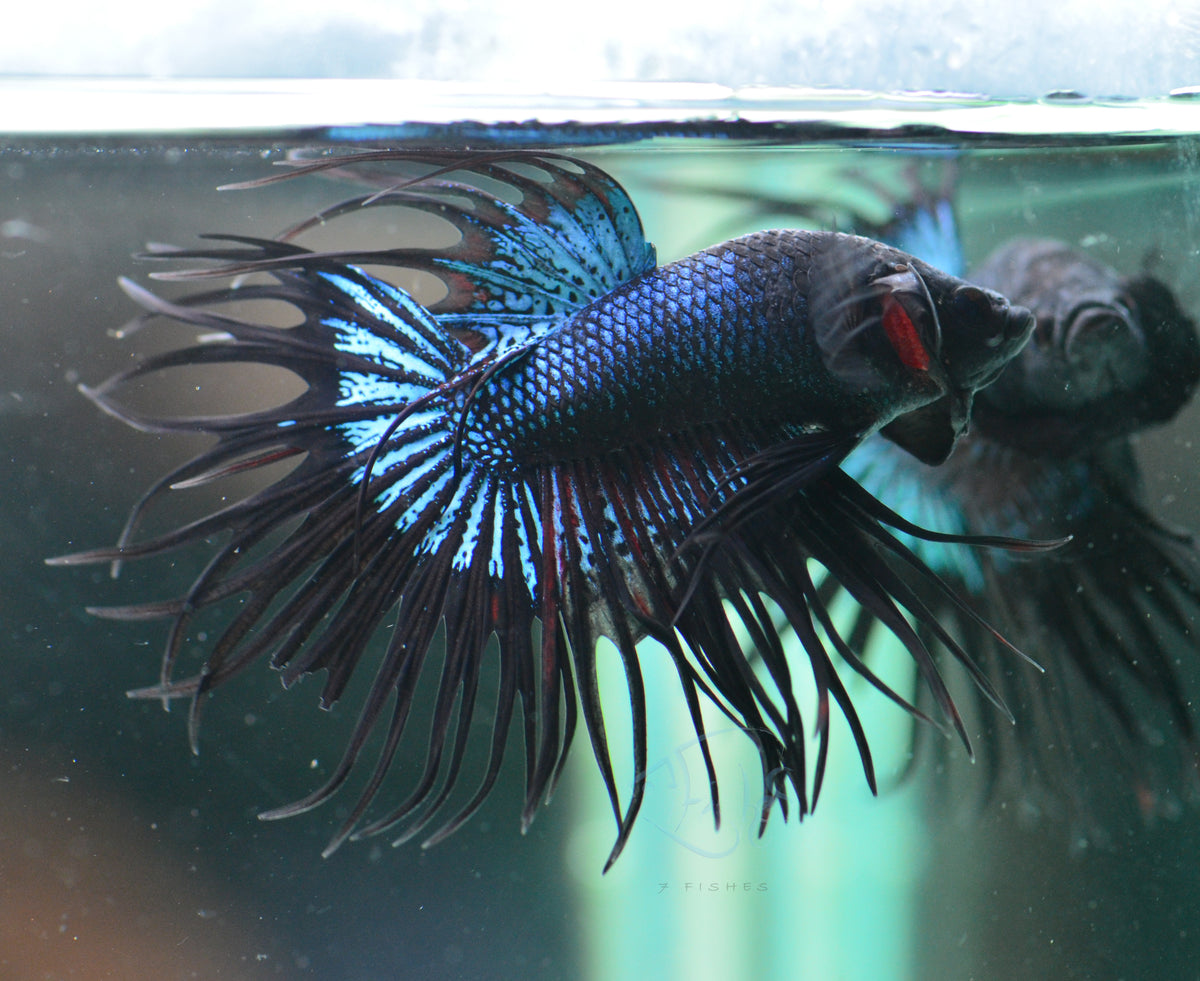 Black Orchid King Crowntail Male
