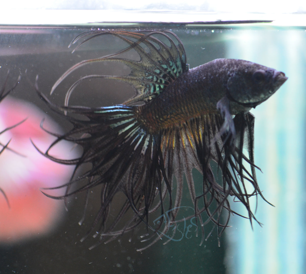 Black Orchid King Crowntail Male